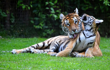 В мире отмечают Международный день тигра