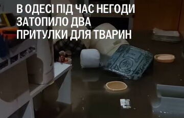 В Одессе из-за потопа затопило два приюта для животных