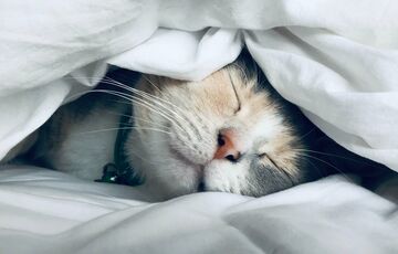 Ученые выяснили, что из-за пандемии людям чаще снятся тревожные сны