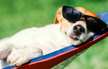 Інфографіка: календар вихідних на серпень