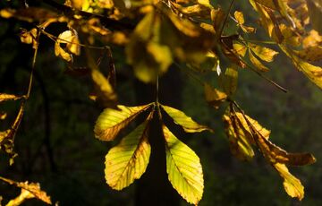 Відлуння літа: прогноз погоди в Україні