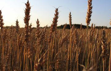 Грози повертаються: прогноз погоди в Україні