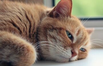 Жара в Украине с каждым годом может становиться сильнее, - Укргидрометцентр Жара в Украине с каждым годом может становиться сильнее, - Укргидрометцентр