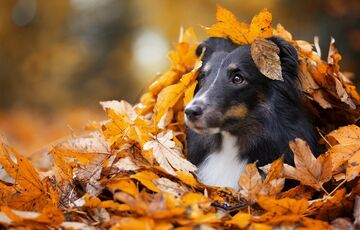 Прогноз погоди: в Україні холоднішає