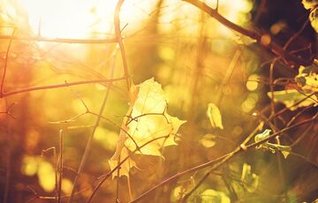  Українців порадує ще два ”бабиних літа”: синоптик розповів про точні дати