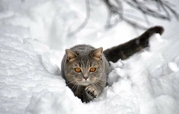 Прогноз погоды: синоптики обещают снегопады