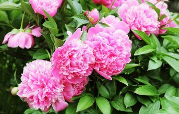 Прогноз синоптиків: в Україну прийшло потепління