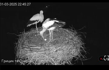 В гнезде аиста Одарки и ее нового возлюбленного появилось первое яйцо