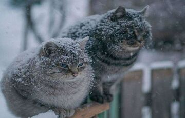 Прогноз синоптиків: в Україну йде похолодання