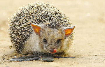 Всемирный день защиты животных: самые редкие виды в Украине