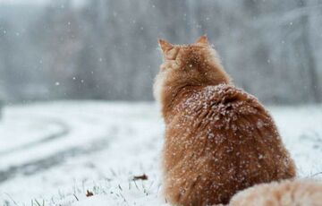 Прогноз погоды в Украине: где ждать потепления