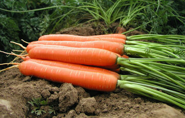 В Украине дешевеет морковь: названа причина