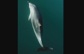 Около 60 дельфинов погибли из-за разлива российского мазута в Керченском проливе