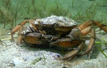 Водолаз показал, как выглядит дно Черного моря после подрыва Каховской ГЭС