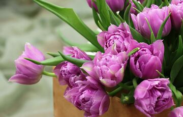 Чи залишати вихідний 8 березня: українцям пропонують проголосувати в Дії