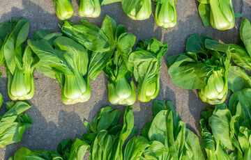 Предновогодние диеты голливудских звезд