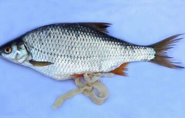 У Дніпрі виявили рибу, заражену паразитами - ФОТО У Дніпрі виявили рибу, заражену паразитами - ФОТО