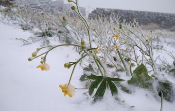 Карпаты засыпает снегом: впечатляющие кадры