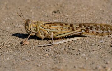 В Херсонской области локализовали нашествие саранчи