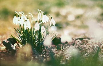 В Україну повертається весняне тепло: прогноз погоди