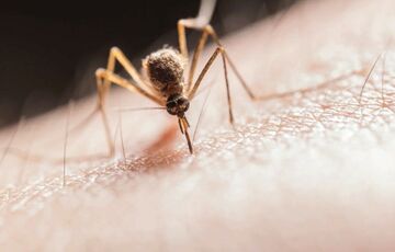 Житель Сум умер от тропической малярии Житель Сум умер от тропической малярии