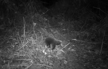 В Индонезии обнаружили животное, которое 60 лет считали вымершим