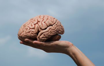 Всемирный день мозга: какие продукты стоит употреблять для повышения умственной активности