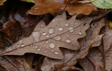 Стає тепліше: прогноз погоди в Україні.