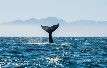 31 октября - Международный день Черного моря 31 октября - Международный день Черного моря