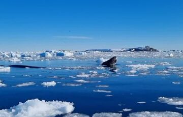 Полярники показали кита-шпиона в Антарктике
