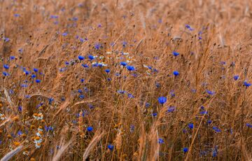 Погода в Україні: температура знову зростає
