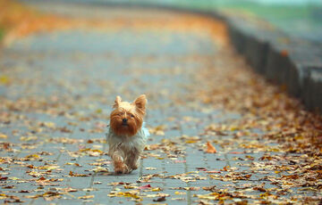 Прогноз погоди: в Україні похолодає і пройдуть дощі