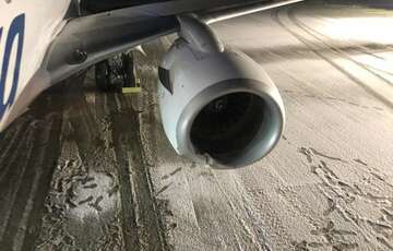 На Алясці літак при посадці збив ведмедицю, яка заблукала з ведмежам