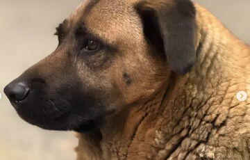 Київський метрополітен прогнав відомого пса Мішу, який ховався від обстрілів під землею