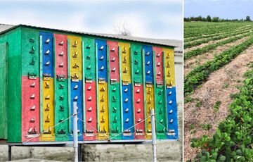 Олег Кияшко: Наскільки залежить майбутнє України від розвитку органічного землеробства?