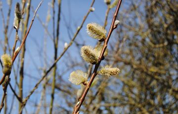 Погода в Україні: температура поступово підвищується