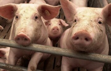 Африканская чума свиней поражает три украинских региона