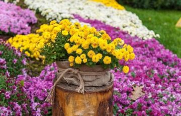 На Співочому стартує масштабна виставка хризантем ”Зодіаки”