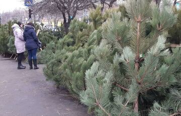 В Україні відкрилися ялинкові базари: у скільки обійдеться новорічне дерево