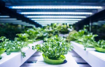 В Дании открыли крупнейшую в Европе вертикальную ферму