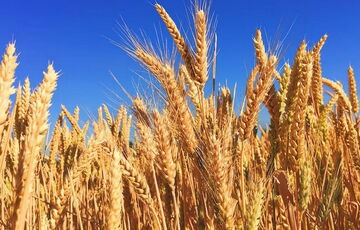 Польша заблокировала ввоз зерна и продовольствия из Украины