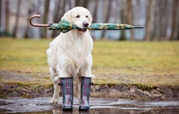 Прогноз погоди в Україні: дощі посилюються
