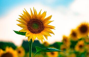 Синоптики спрогнозировали погоду в августе Синоптики спрогнозировали погоду в августе