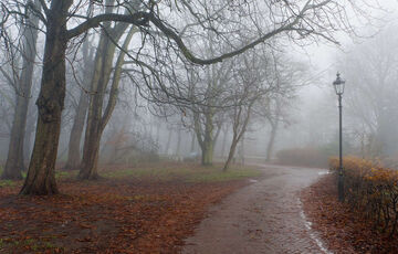 Попередження синоптиків: Україну огорне туманами