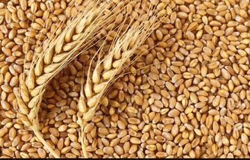 Эрдоган проведет переговоры с Зеленским и Путиным по зерну. Суда продолжили выход