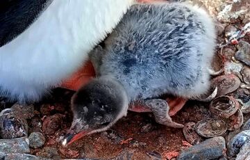 На станції Академік Вернадський вилупився перший у цьому сезоні пінгвін