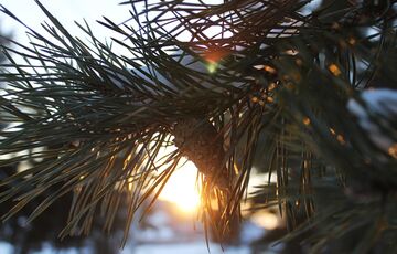 Снігопади на паузі: прогноз погоди в Україні