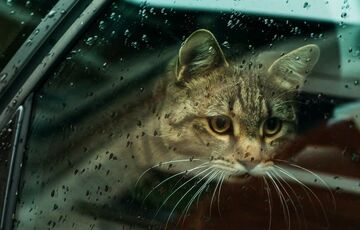 Погода в Україні: де сьогодні стане тепліше