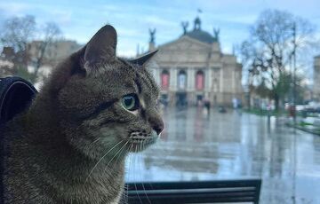 Кіт-блогер Степан повернувся в Україну