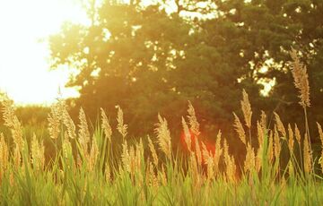 Без аномальної спеки: синоптик спрогнозувала, яким буде літо в Україні